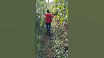 gà rừng mã vàng đá chân tôi hay quá ae ơi.qaib qus ncaws taws zoo saib tiag tiag