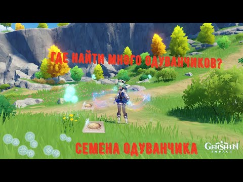 Где найти одуванчики в genshin impact | геншин импакт семена одуванчиков