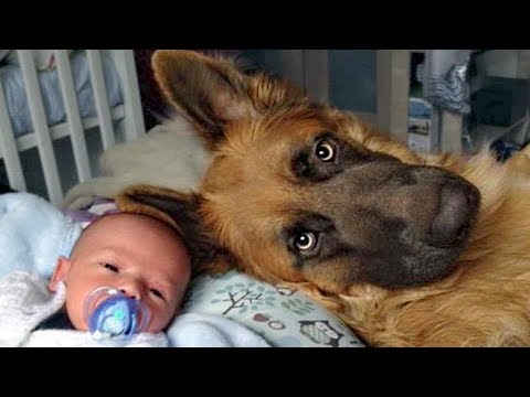 German Shepherd Protects Babies and Kids Compilation