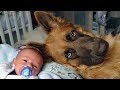 German shepherd protects babies and kids compilation