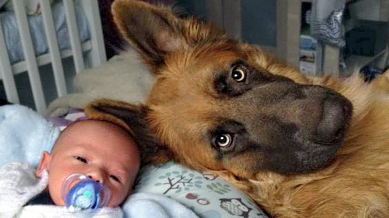 German Shepherd Protects Babies and 