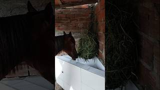 potro se alimentando com capim#alimentação Verde#alimentação rica#se inscreva no canal 🐴🐎🤠