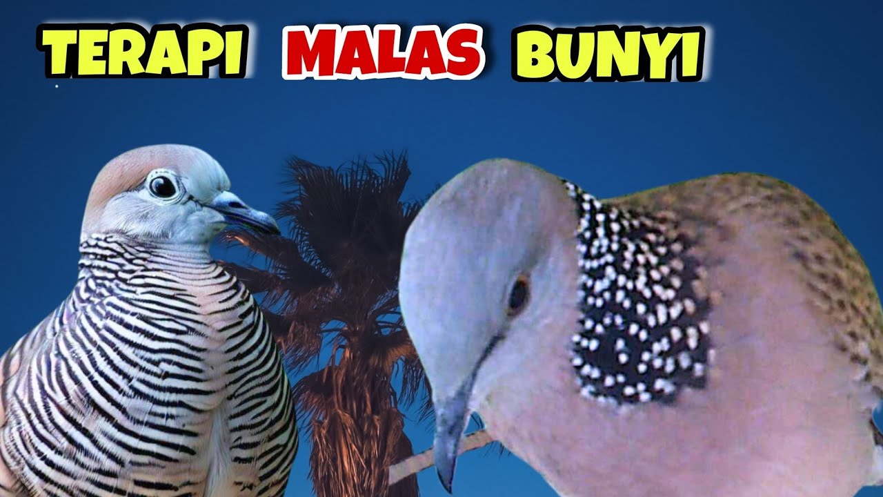 Perkutut Lokal Irama Vs Tekukur Gayer Suara Bening. Masteran Burung Priyayi