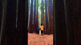 Download Lagu Beauty of red wood forest #music #ytshorts #travel #camping #forest #ytthumbnail #cwu #ynf #beats MP3 Download Lagu Beauty of red wood forest #music #ytshorts #travel #camping #forest #ytthumbnail #cwu #ynf #beats MP3