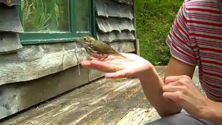 Bird Chiropractic Adjustment  Chiropractor Shelburne VT