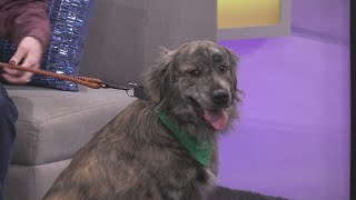 Sponsored Content: Shelter Spotlight: Gunther