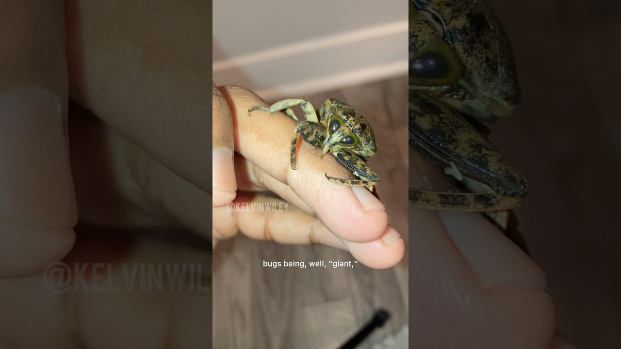 Я поднял камень и обнаружил ВОТ ЭТО…