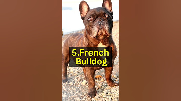 Top 10 smallest and cutest dog breeds | Top 10 small dog breeds