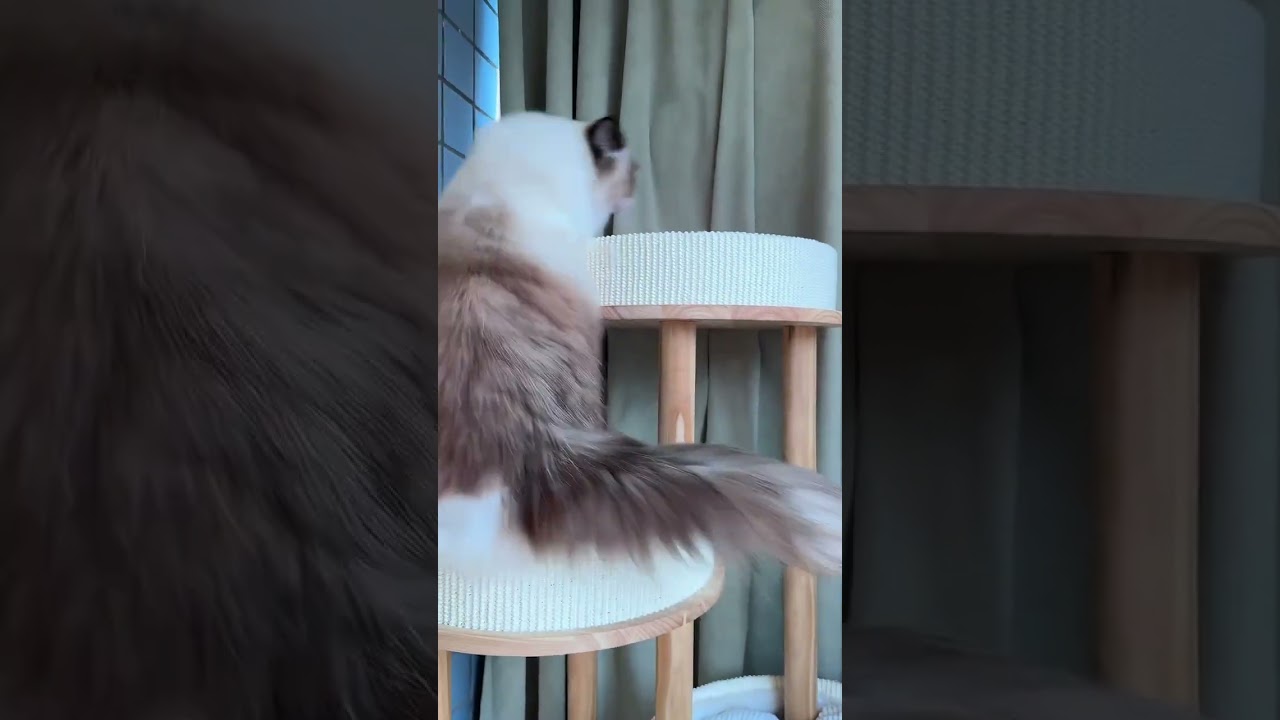 "Explore the wild! Witness the most stunning animals on Earth; funny animals,