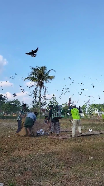 tottaan merpati Madura pakong Pamekasan