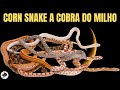 Corn Snake a Cobra do Milho | Biólogo Henrique o Biólogo das Cobras