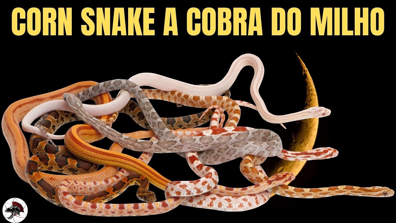 Corn Snake a Cobra do Milho | Biólogo Henrique o Biólogo das Cobras
