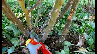 Potatura della rosa. Come e quando potare le rose: suggerimenti e raccomandazioni