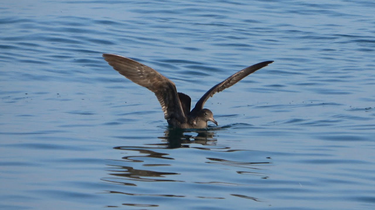 Flesh-footed Shearwater, 7 November 2022, Mirbat, Oman