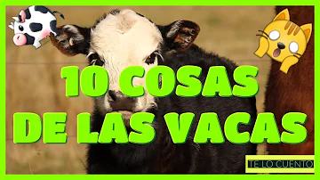 ¿Qué hace feliz a una vaca?