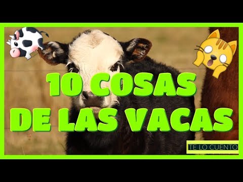 Vídeo: Por que precisamos de vacas?