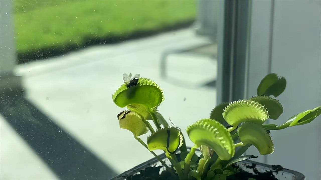 Fly Trap™