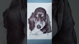Pen drawing of basset hound #art #penart #drawing #pendrawing #artist #creative #dog