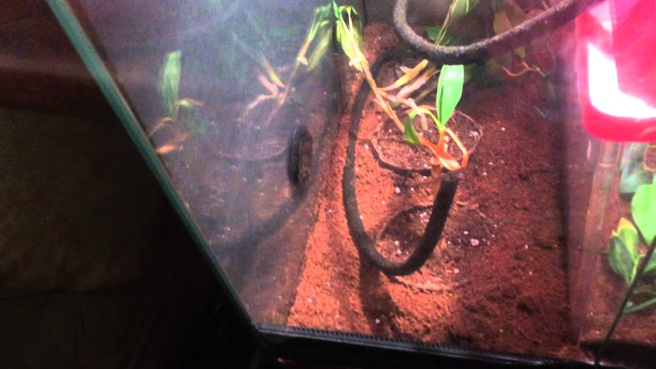  Update on my king snake !!