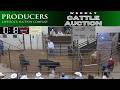 PRODUCERS LIVESTOCK AUCTION | Weekly All-Class Cattle Auction #TexasCattle #cattleprices | 6.11.26
