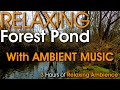 3 Hour Relaxing Beautiful Calm Forest Pond with Soothing Sounds of Nature and Music