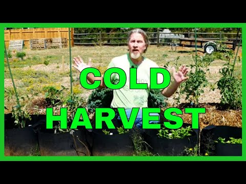 Grow a Fall Container Vegetable Garden