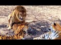 The love crystallization of lion and tiger, liger like  lion or tiger?