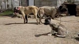 HARİKA ŞEYLER BİZİ BEKLİYOR. HIRÇO YAVRULARI YOLDA. 