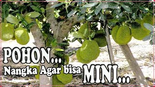 POHON NANGKA MINI II Cara Tanam Nangka Pendek Berbuah