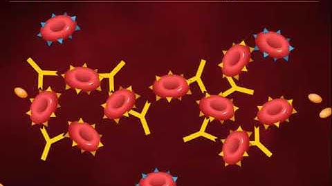 cytotoxic type ii hypersensitivity