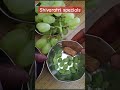 Ma shivaratri specials🙏😇 #subscribe #shivarathri #mahashivaratri2025 #sweet #beshanchekki #kanda