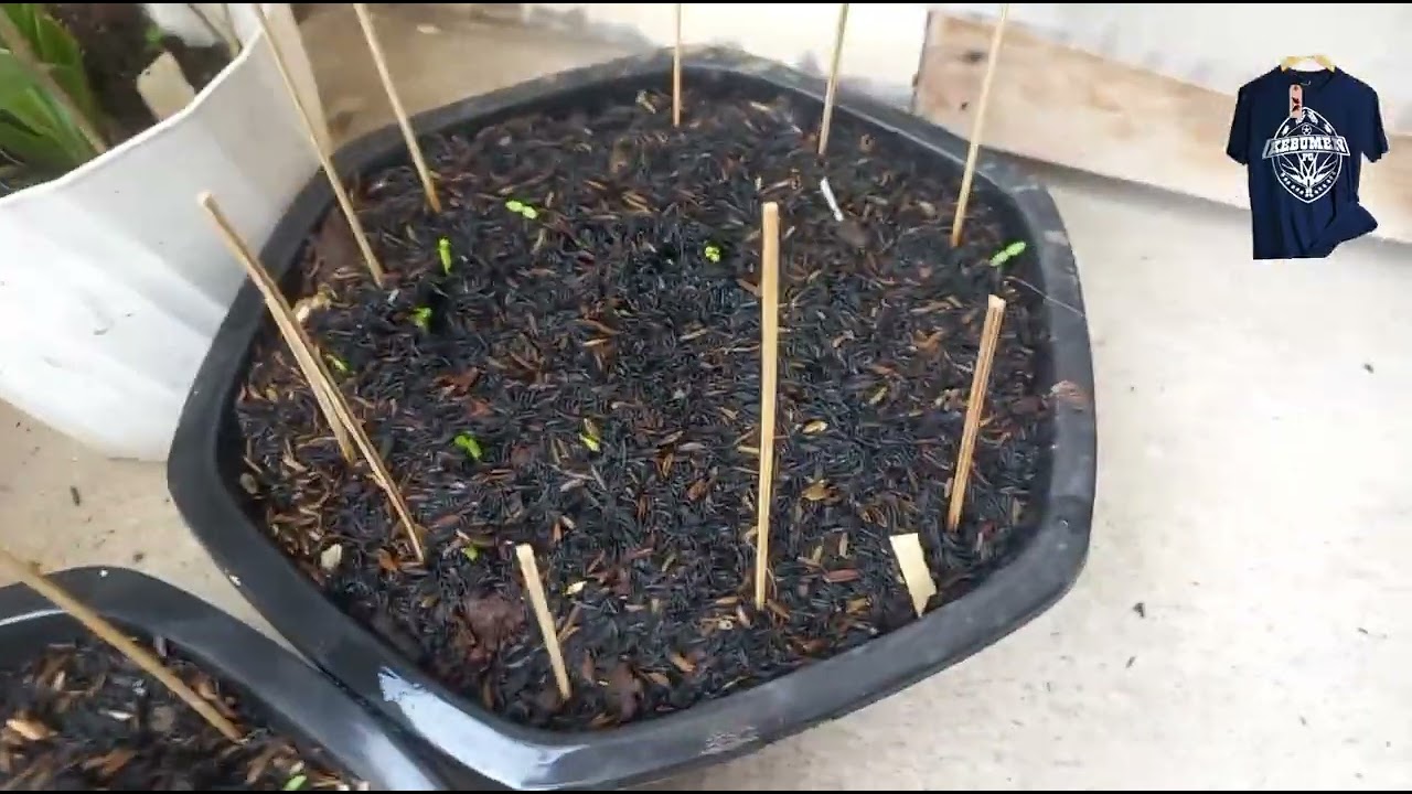 How Selling 15k IDR Adeniums Pays for My College & Business | Wawigroup