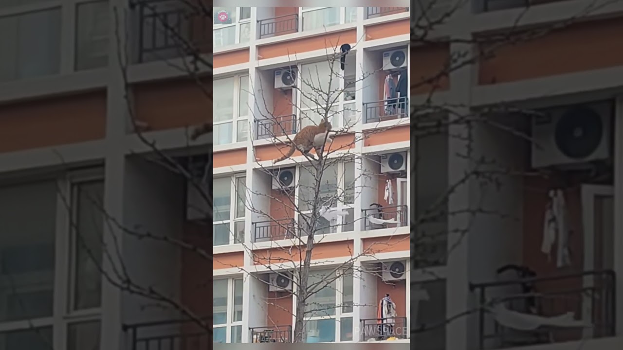 A cat climbs up a tree trying to catch a magpie