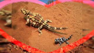 Desert Punk: The Thorny Devil Lifestyle