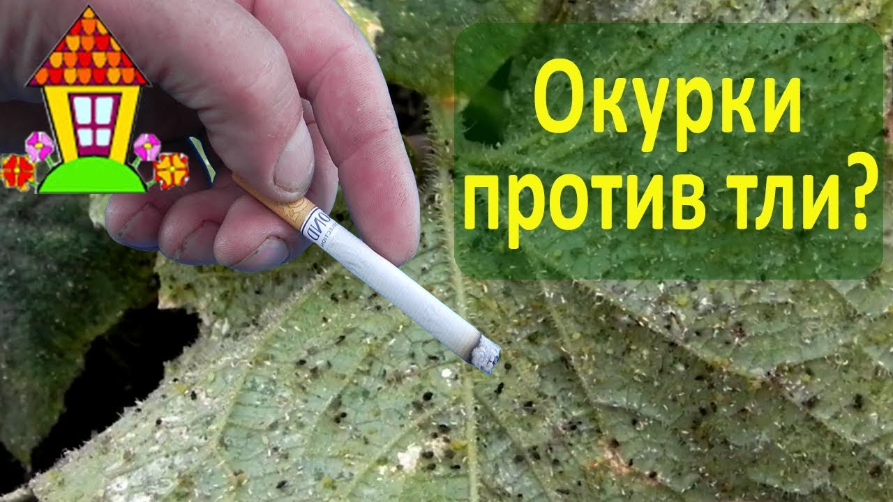 Чем заменят оку