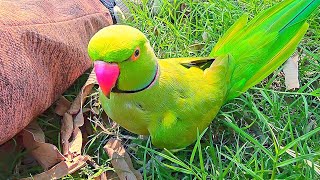 Nature Fun Indian Parrot🎀🥀