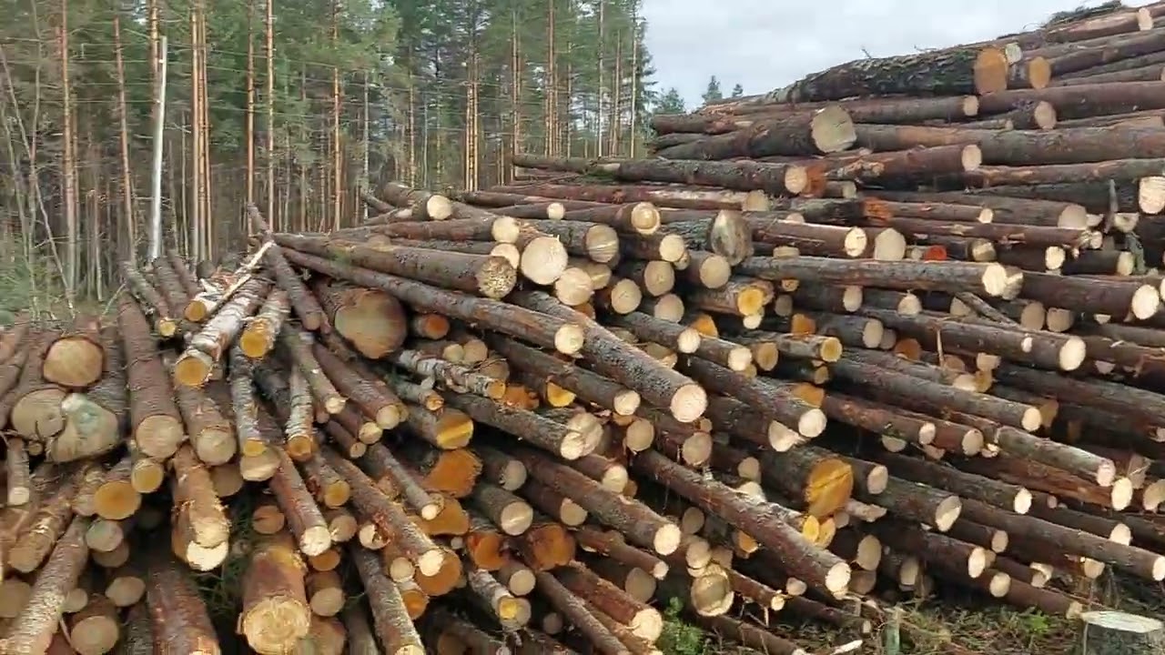 Suomi elää metsästä!?