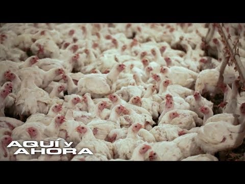 La dura realidad sobre la cría de pollos, la carne más popular en EEUU