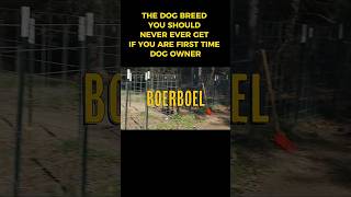 Why First-Time Dog Owners Should Avoid the Boerboel