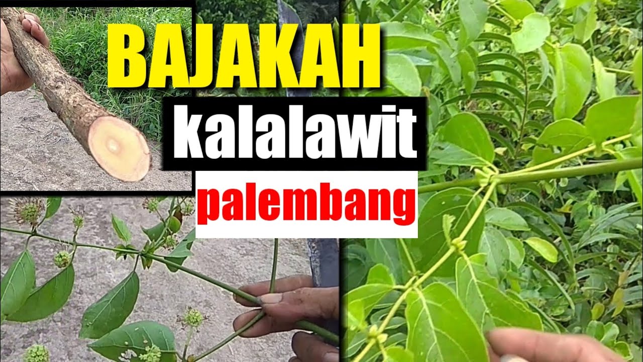 Akar kayu bajakah kalalawit// yang lagi viral 