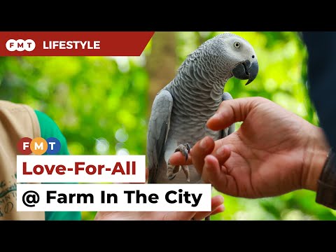 It's Love-For-All @ Farm In The City