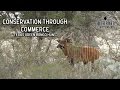 Conservation Through Commerce | Green Bongo Hunt