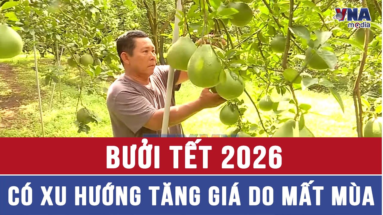 Bưởi Tết 2026 có xu hướng tăng giá do mất mùa - VNAMedia