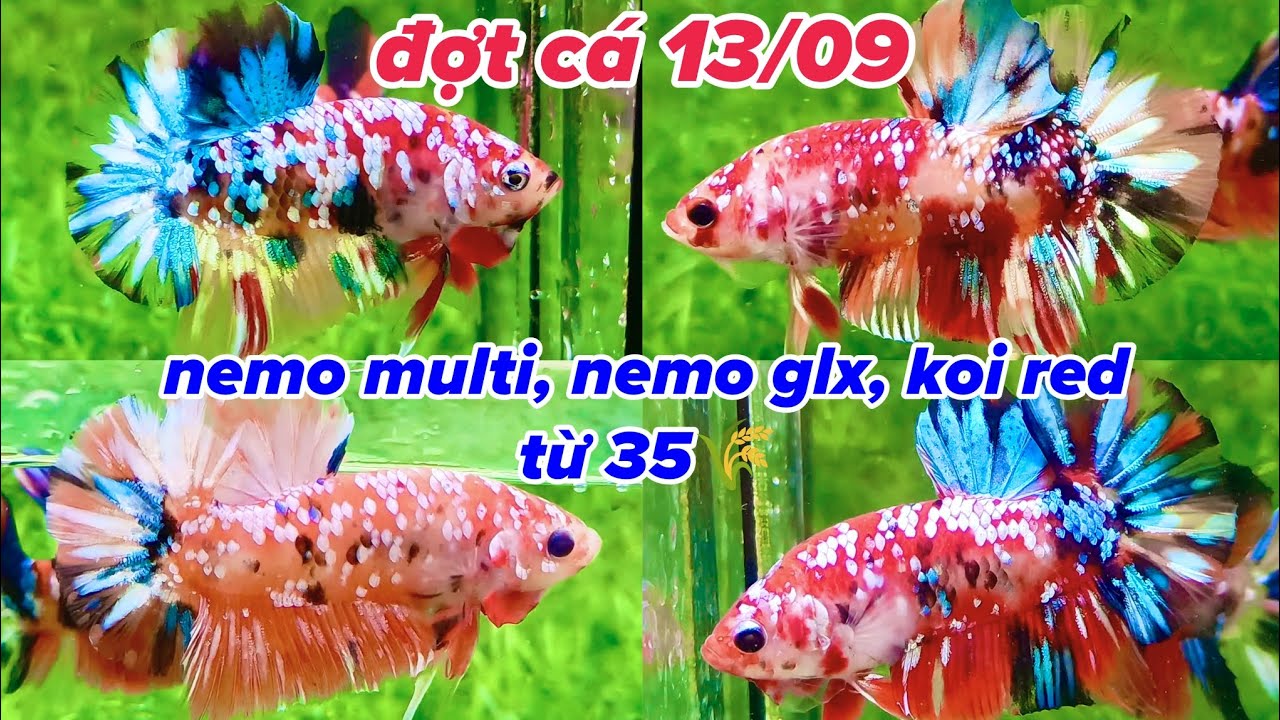 Đợt Cá Betta 13-09 Multicolor, Candy, Koi Red GLX, Galaxy, Độc Lạ siêu đẹp lúa tốt