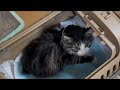 【糖尿病の猫ちゃん】動物病院で血糖値を測るモコモコA scene from veterinary examination 
