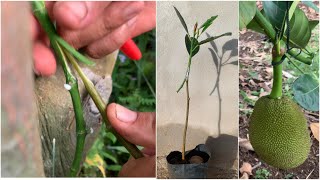 Grafting jackfruit must watch only 20 days success