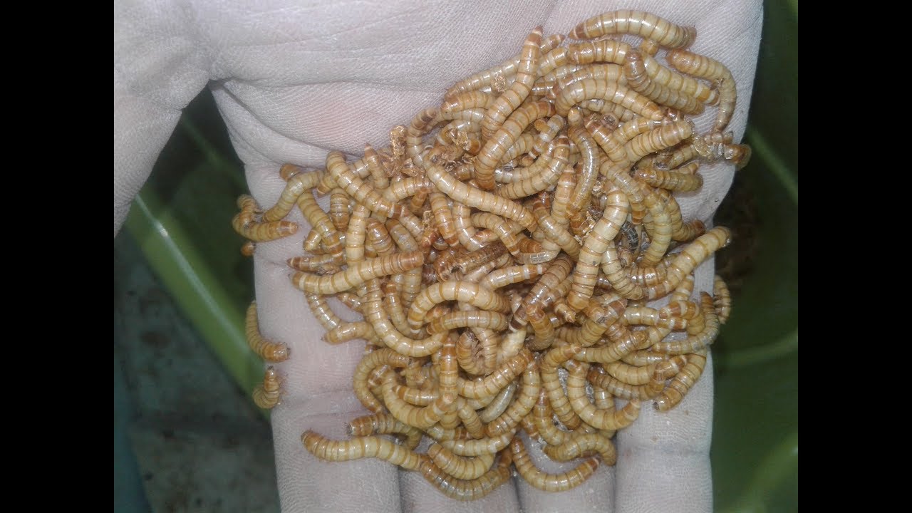 بدايت مشروع الميل ورم معايا وارباحى 01284434190