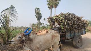 bullockcart loading for sugarcane \sugarcane loading /jallikattu bull full heavy loading jallikattu