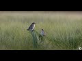 Salt Marsh Conservation Quiz