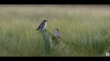 Protecting Birds Takes Partnership